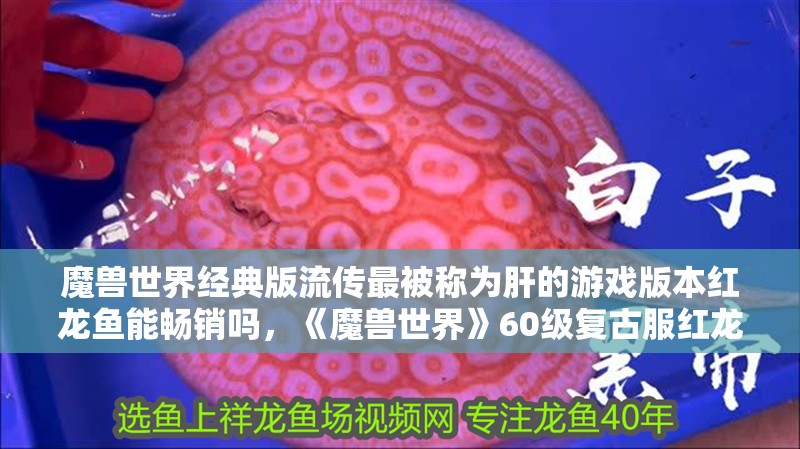 魔獸世界經典版流傳最被稱為肝的游戲版本紅龍魚能暢銷嗎，《魔獸世界》60級復古服紅龍魚為什么能暢銷？