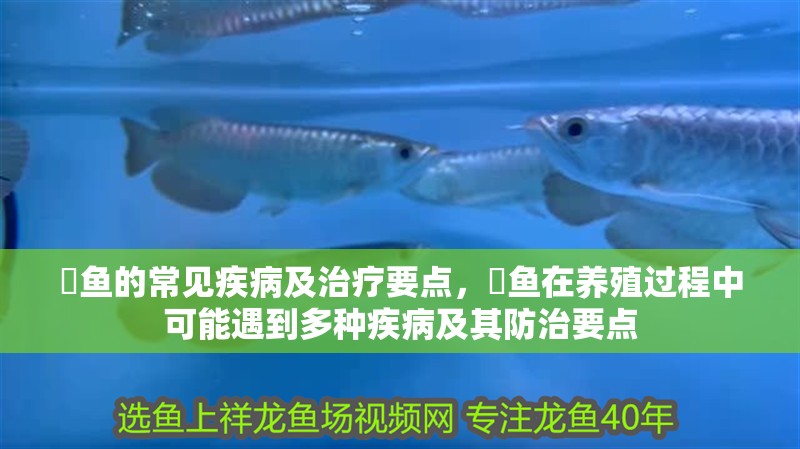 魟魚的常見疾病及治療要點，魟魚在養殖過程中可能遇到多種疾病及其防治要點