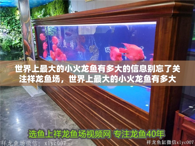 世界上最大的小火龍魚有多大的信息別忘了關注祥龍魚場，世界上最大的小火龍魚有多大