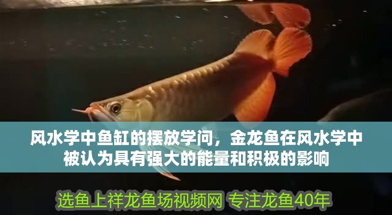 風水學中魚缸的擺放學問，金龍魚在風水學中被認為具有強大的能量和積極的影響