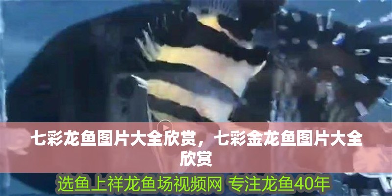 七彩龍魚圖片大全欣賞，七彩金龍魚圖片大全欣賞 七彩龍魚圖片大全欣賞，七彩金龍魚圖片大全欣賞 觀賞魚百科