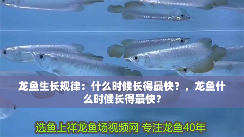 龍魚生長規律：什么時候長得最快？，龍魚什么時候長得最快？ 龍魚生長規律：什么時候長得最快？，龍魚什么時候長得最快？ 觀賞魚百科 第2張
