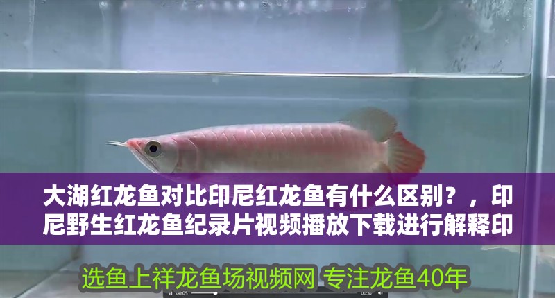 大湖紅龍魚對比印尼紅龍魚有什么區別？，印尼野生紅龍魚紀錄片視頻播放下載進行解釋印尼野生紅龍魚紀錄片 大湖紅龍魚對比印尼紅龍魚有什么區別？，印尼野生紅龍魚紀錄片視頻播放下載進行解釋印尼野生紅龍魚紀錄片 觀賞魚百科 第3張