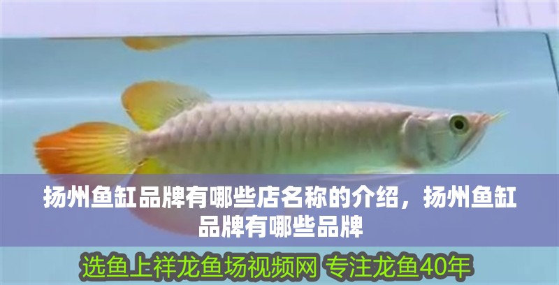 揚州魚缸品牌有哪些店名稱的介紹，揚州魚缸品牌有哪些品牌