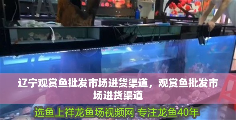 遼寧觀賞魚批發(fā)市場進貨渠道，觀賞魚批發(fā)市場進貨渠道
