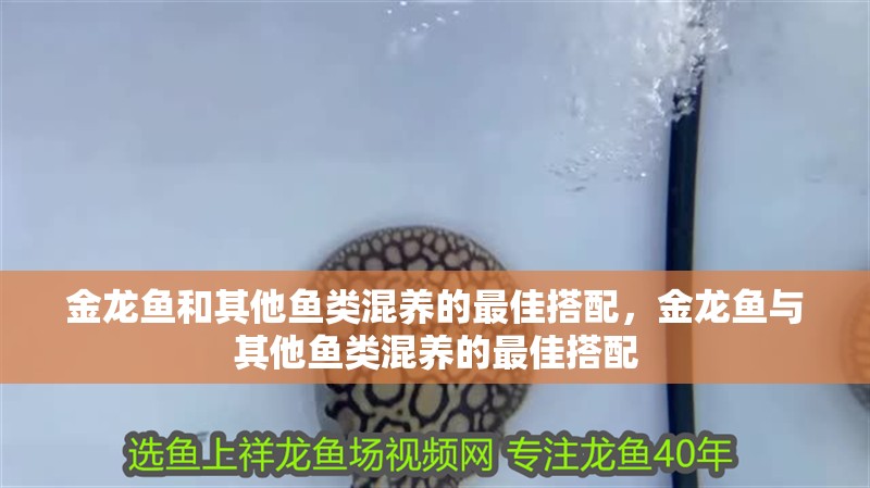 金龍魚和其他魚類混養的最佳搭配，金龍魚與其他魚類混養的最佳搭配