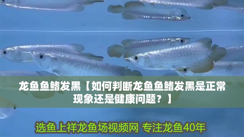 龍魚魚鰭發黑【如何判斷龍魚魚鰭發黑是正常現象還是健康問題？】