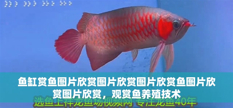 魚缸賞魚圖片欣賞圖片欣賞圖片欣賞魚圖片欣賞圖片欣賞，觀賞魚養(yǎng)殖技術(shù)