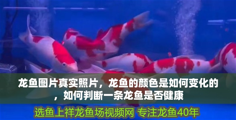 龍魚圖片真實照片，龍魚的顏色是如何變化的，如何判斷一條龍魚是否健康