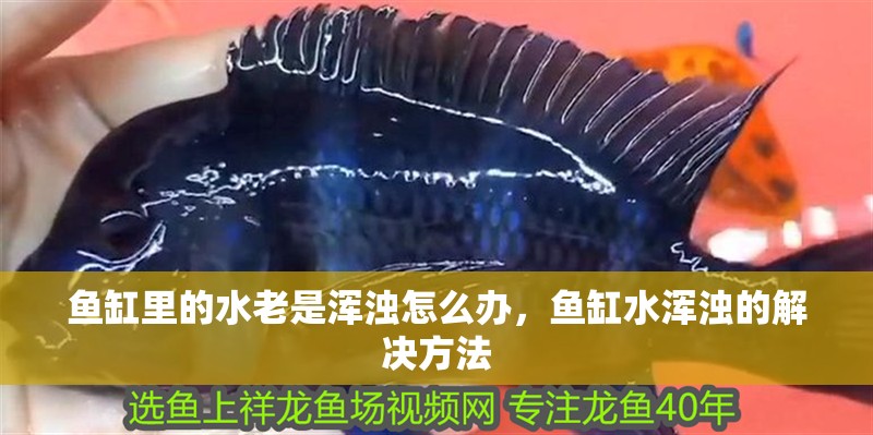 魚缸里的水老是渾濁怎么辦，魚缸水渾濁的解決方法