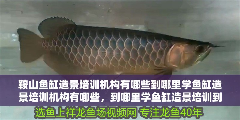 鞍山魚缸造景培訓機構有哪些到哪里學魚缸造景培訓機構有哪些，到哪里學魚缸造景培訓到哪里學魚缸造景培訓