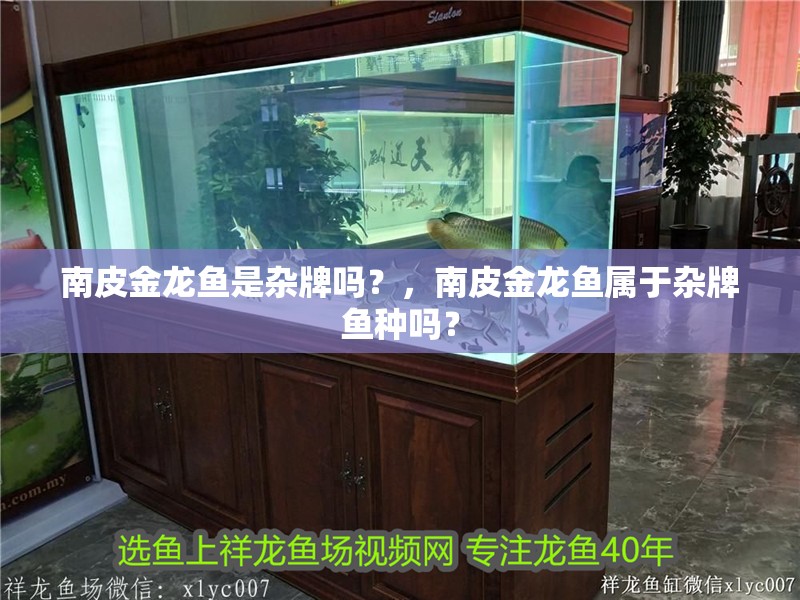 南皮金龍魚是雜牌嗎？，南皮金龍魚屬于雜牌魚種嗎？
