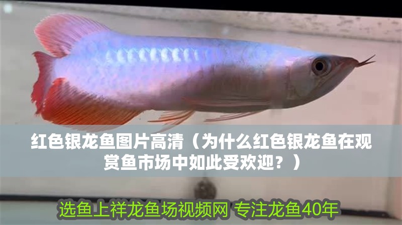 紅色銀龍魚圖片高清（為什么紅色銀龍魚在觀賞魚市場中如此受歡迎？）