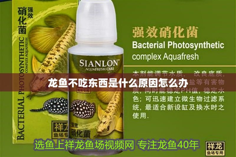 龍魚不吃東西是什么原因怎么辦 龍魚不吃東西是什么原因怎么辦 龍魚百科 第2張