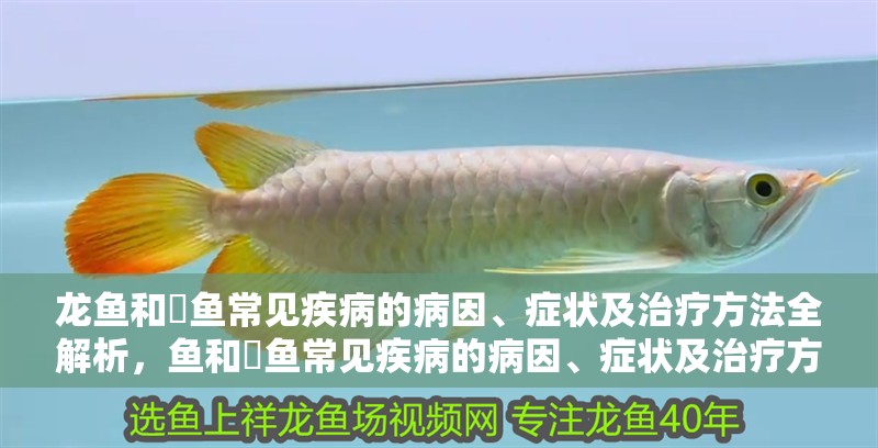 龍魚和魟魚常見疾病的病因、癥狀及治療方法全解析，魚和魟魚常見疾病的病因、癥狀及治療方法全解析