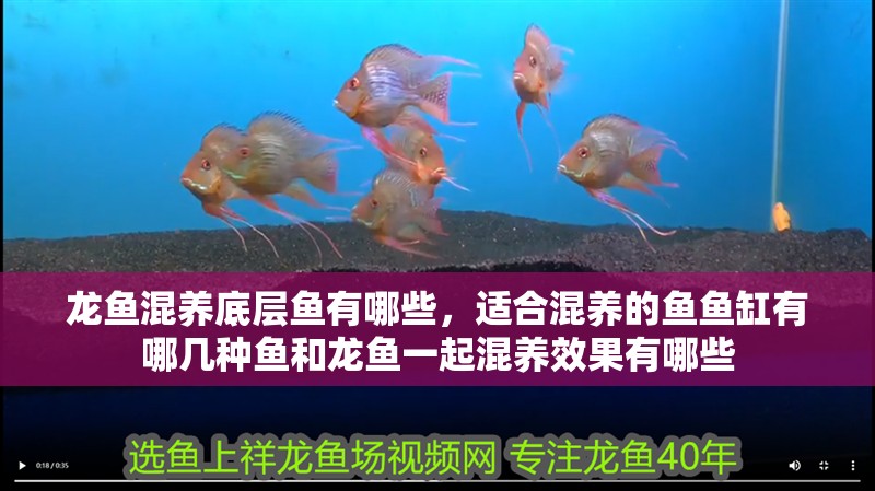 龍魚混養(yǎng)底層魚有哪些，適合混養(yǎng)的魚魚缸有哪幾種魚和龍魚一起混養(yǎng)效果有哪些