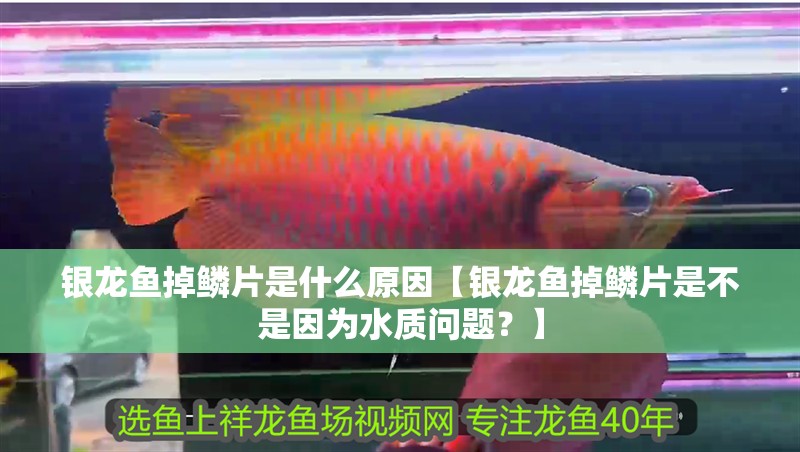 銀龍魚掉鱗片是什么原因【銀龍魚掉鱗片是不是因為水質問題？】