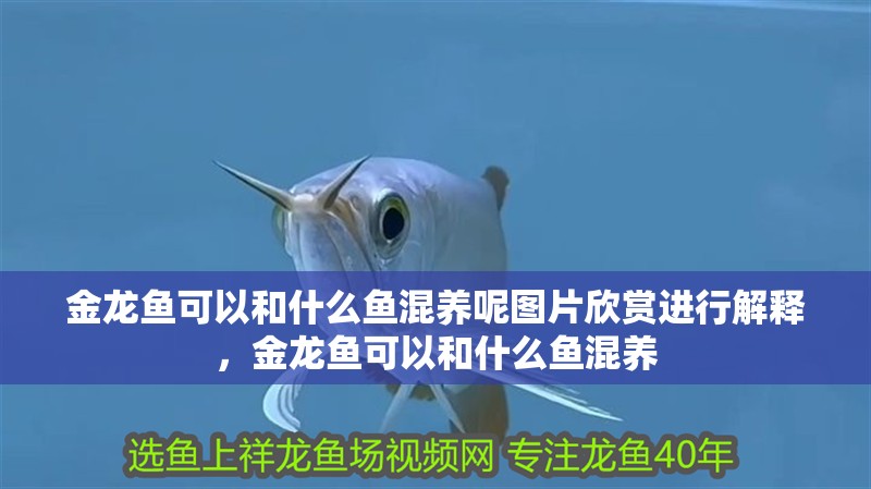 金龍魚可以和什么魚混養呢圖片欣賞進行解釋，金龍魚可以和什么魚混養