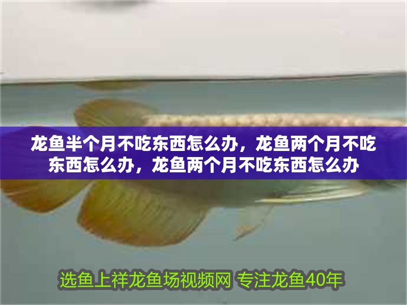 龍魚半個月不吃東西怎么辦，龍魚兩個月不吃東西怎么辦，龍魚兩個月不吃東西怎么辦 龍魚半個月不吃東西怎么辦，龍魚兩個月不吃東西怎么辦，龍魚兩個月不吃東西怎么辦 觀賞魚百科 第2張