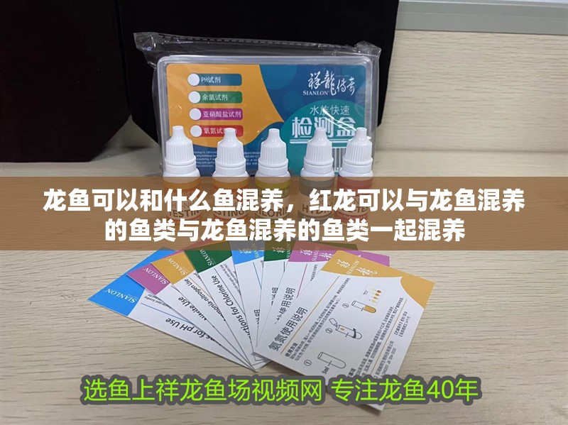 龍魚可以和什么魚混養，紅龍可以與龍魚混養的魚類與龍魚混養的魚類一起混養