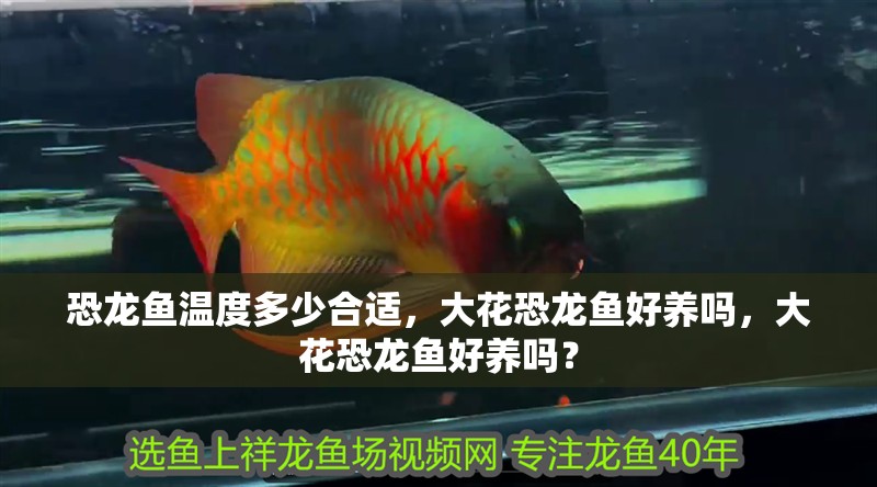 恐龍魚溫度多少合適，大花恐龍魚好養嗎，大花恐龍魚好養嗎？