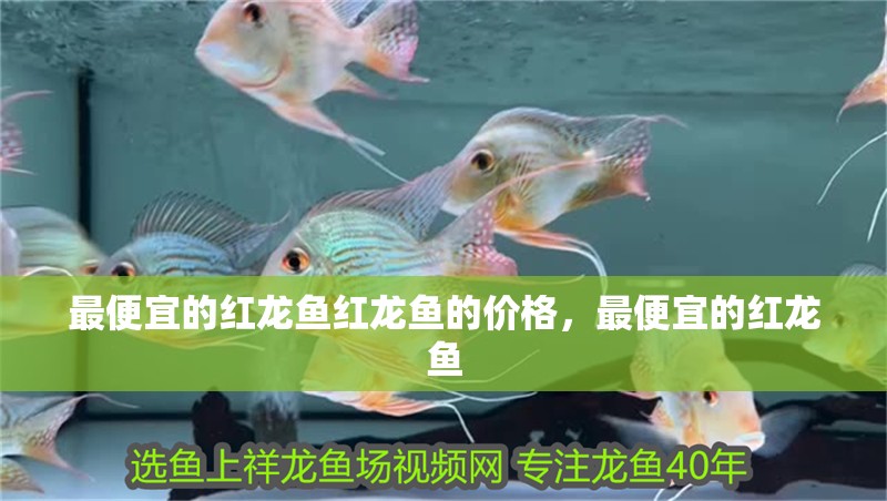 最便宜的紅龍魚紅龍魚的價格，最便宜的紅龍魚