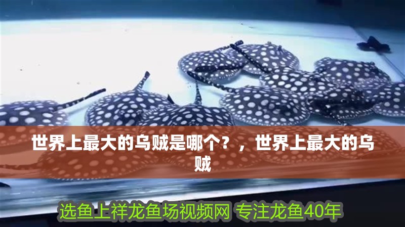 世界上最大的烏賊是哪個(gè)？，世界上最大的烏賊