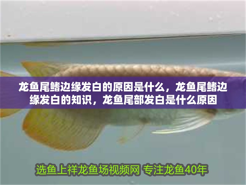 龍魚尾鰭邊緣發白的原因是什么，龍魚尾鰭邊緣發白的知識，龍魚尾部發白是什么原因