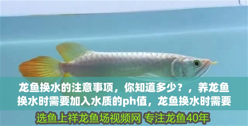 龍魚(yú)換水的注意事項(xiàng)，你知道多少？，養(yǎng)龍魚(yú)換水時(shí)需要加入水質(zhì)的ph值，龍魚(yú)換水時(shí)需要注意什么