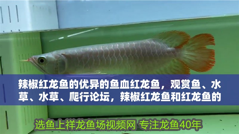 辣椒紅龍魚的優異的魚血紅龍魚，觀賞魚、水草、水草、爬行論壇，辣椒紅龍魚和紅龍魚的區別
