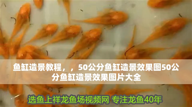 魚缸造景教程，，50公分魚缸造景效果圖50公分魚缸造景效果圖片大全