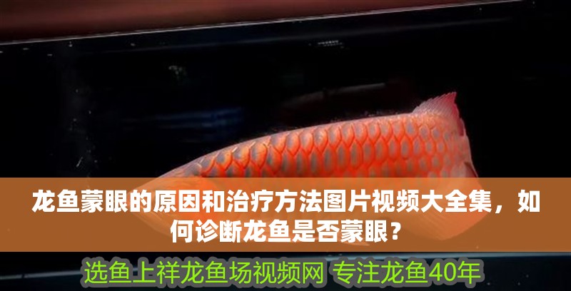 龍魚蒙眼的原因和治療方法圖片視頻大全集，如何診斷龍魚是否蒙眼？