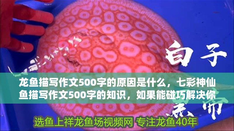 龍魚描寫作文500字的原因是什么，七彩神仙魚描寫作文500字的知識，如果能碰巧解決你現在面臨的問題