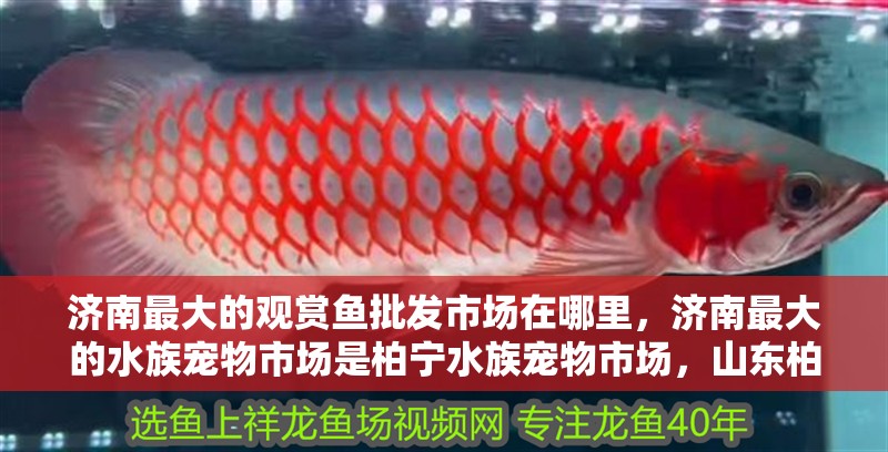 濟南最大的觀賞魚批發市場在哪里，濟南最大的水族寵物市場是柏寧水族寵物市場，山東柏寧水族寵物市場