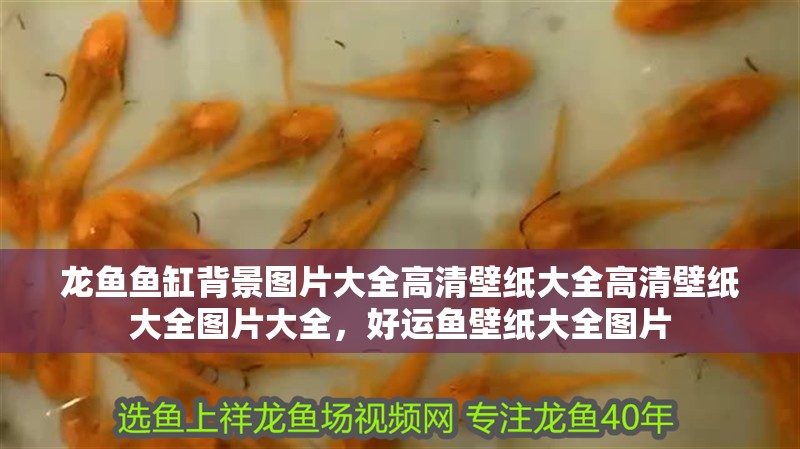龍魚魚缸背景圖片大全高清壁紙大全高清壁紙大全圖片大全，好運(yùn)魚壁紙大全圖片