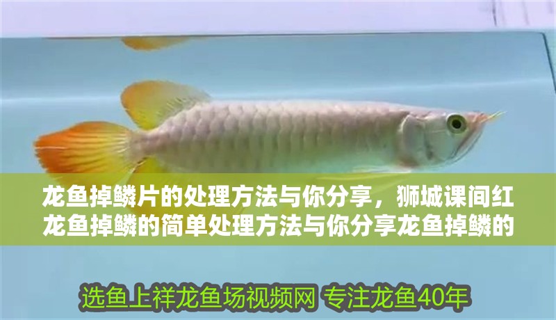 龍魚掉鱗片的處理方法與你分享，獅城課間紅龍魚掉鱗的簡單處理方法與你分享龍魚掉鱗的處理方法