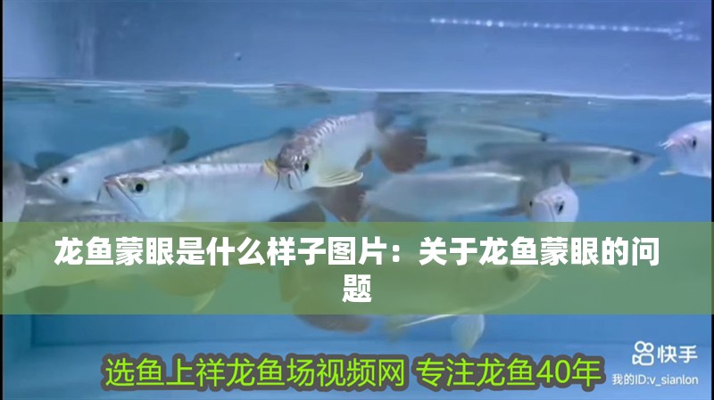 龍魚蒙眼是什么樣子圖片：關(guān)于龍魚蒙眼的問題