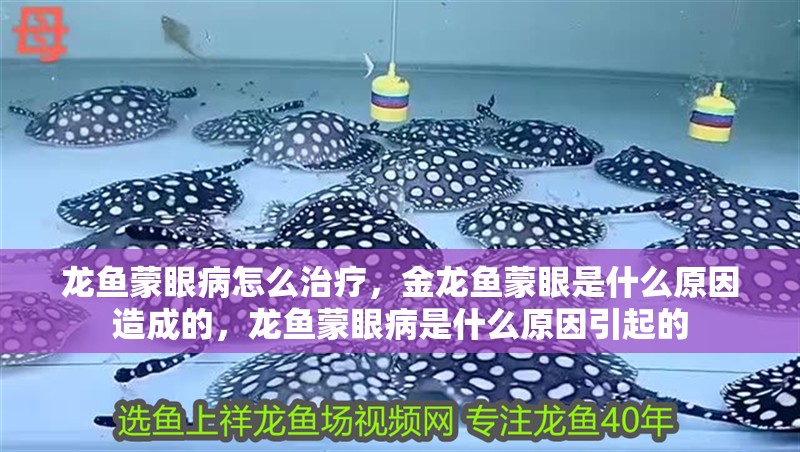 龍魚蒙眼病怎么治療，金龍魚蒙眼是什么原因造成的，龍魚蒙眼病是什么原因引起的