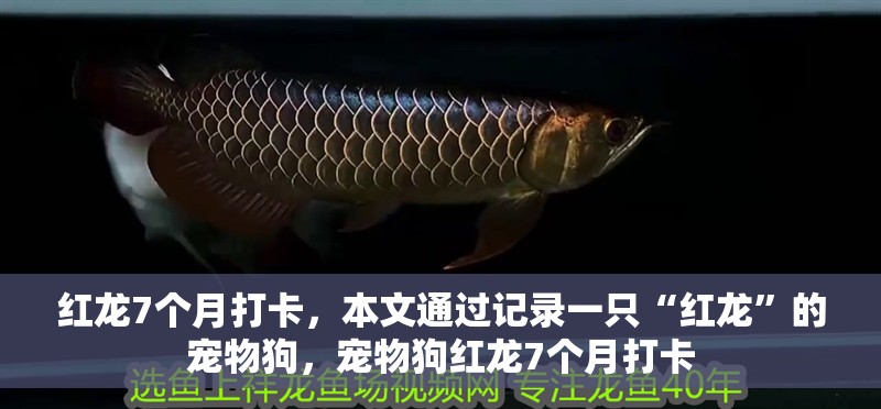 紅龍7個月打卡,本文通過記錄一只“紅龍”的寵物狗,寵物狗紅龍7個月打卡 觀賞魚百科 第2張 紅龍7個月打卡,本文通過記錄一只“紅龍”的寵物狗,寵物狗紅龍7個月打卡 紅龍7個月打卡,本文通過記錄一只“紅龍”的寵物狗,寵物狗紅龍7個月打卡 觀賞魚百科 第2張