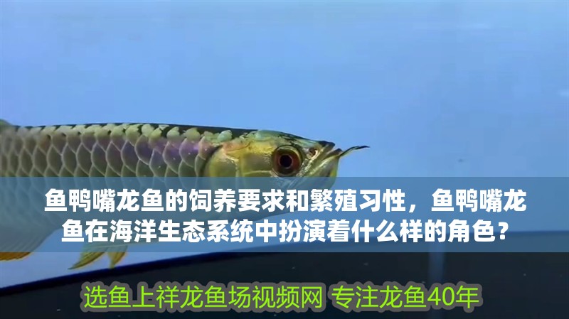魚鴨嘴龍魚的飼養要求和繁殖習性，魚鴨嘴龍魚在海洋生態系統中扮演著什么樣的角色？