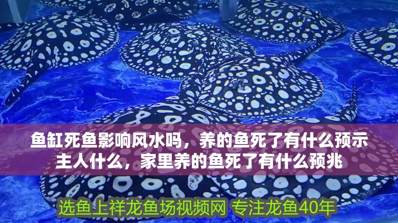 魚缸死魚影響風水嗎，養的魚死了有什么預示主人什么，家里養的魚死了有什么預兆
