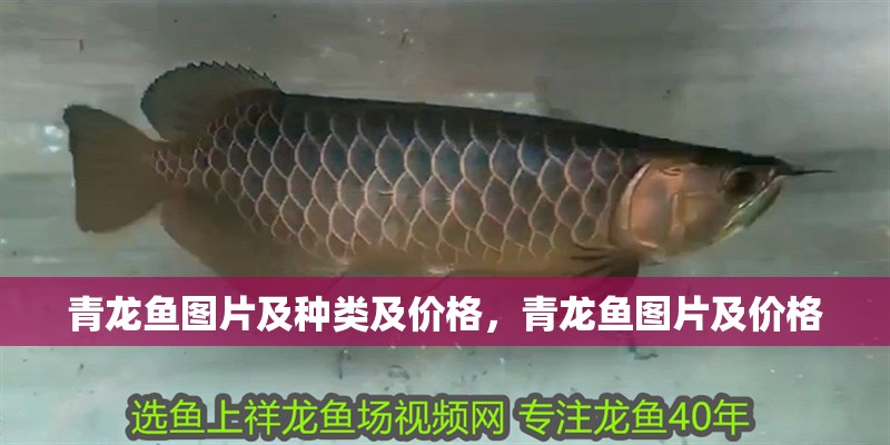 青龍魚圖片及種類及價格，青龍魚圖片及價格
