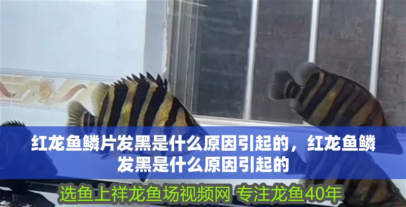 紅龍魚鱗片發(fā)黑是什么原因引起的，紅龍魚鱗發(fā)黑是什么原因引起的