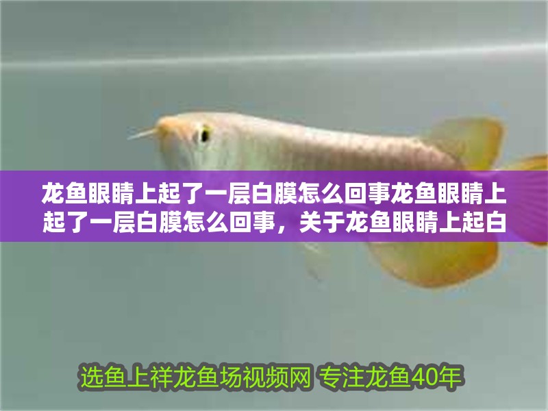 龍魚眼睛上起了一層白膜怎么回事龍魚眼睛上起了一層白膜怎么回事，關(guān)于龍魚眼睛上起白膜的原因及處理方法的調(diào)查報(bào)告