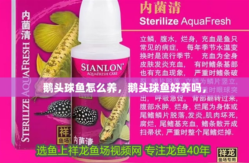 鵝頭球魚怎么養，鵝頭球魚好養嗎， 鵝頭球魚怎么養，鵝頭球魚好養嗎， 觀賞魚百科