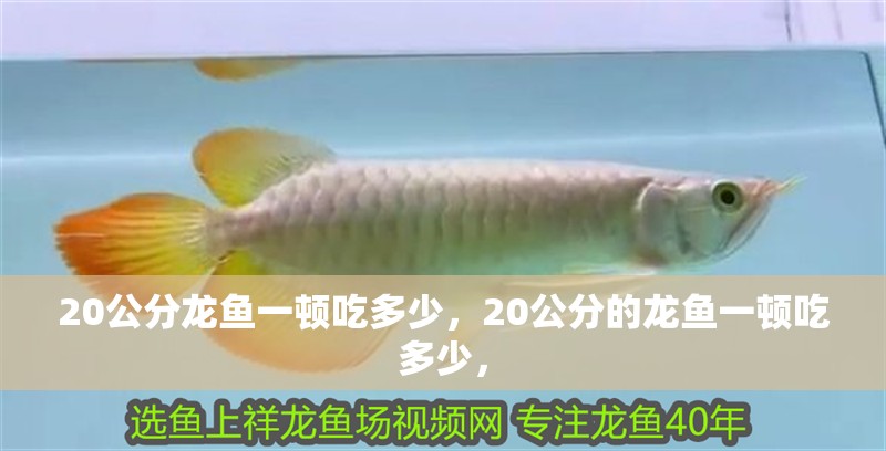 20公分龍魚一頓吃多少，20公分的龍魚一頓吃多少，