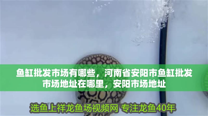 魚缸批發(fā)市場有哪些，河南省安陽市魚缸批發(fā)市場地址在哪里，安陽市場地址