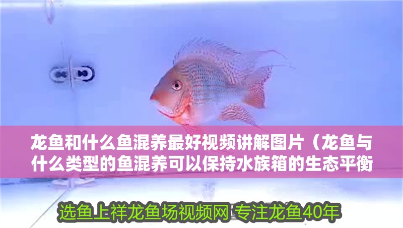 龍魚和什么魚混養(yǎng)最好視頻講解圖片（龍魚與什么類型的魚混養(yǎng)可以保持水族箱的生態(tài)平衡？）