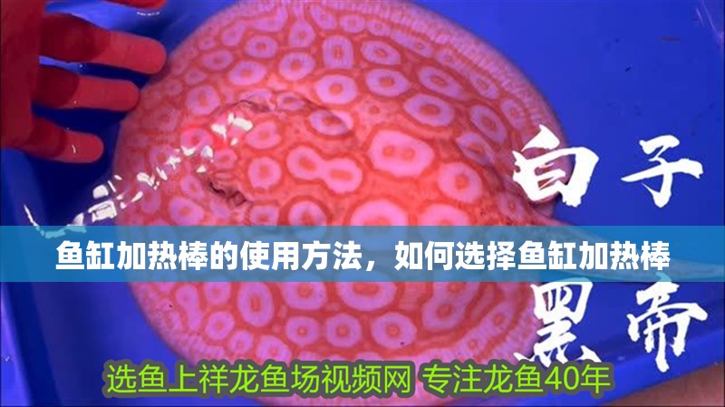 魚缸加熱棒的使用方法，如何選擇魚缸加熱棒