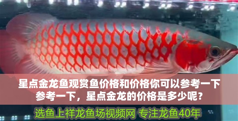 星點(diǎn)金龍魚觀賞魚價(jià)格和價(jià)格你可以參考一下參考一下，星點(diǎn)金龍的價(jià)格是多少呢？